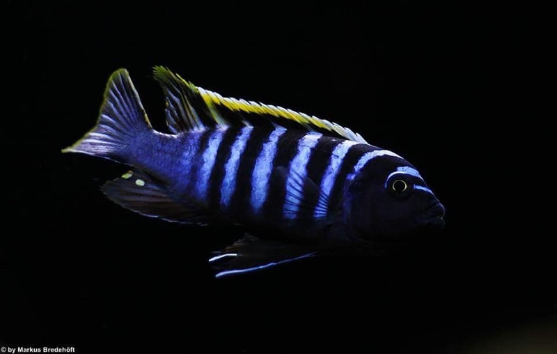 Cynotilapia zebroides 'Likoma Island'